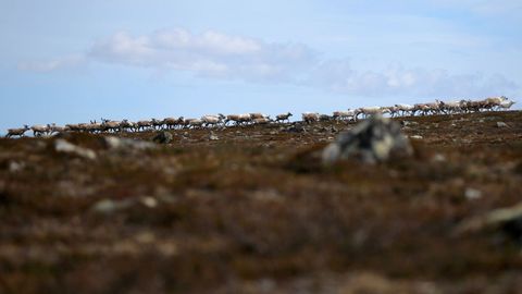 Paseo de renos en la meseta de Finnmark, Noruega