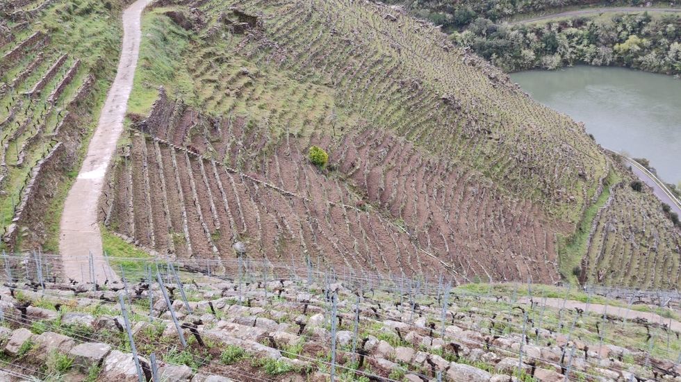 Viñas de Algueira situadas en la ribera de Doade en las que se recuperó la cava tradicional 