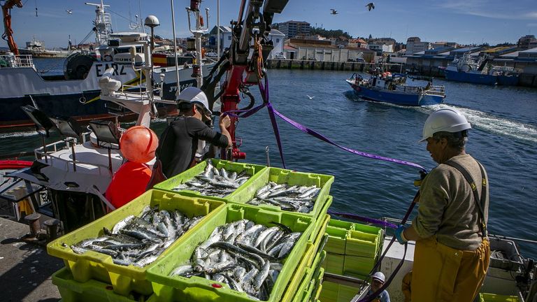 La sardina pasó de tres euros en lonjas gallegas por el San António portugués