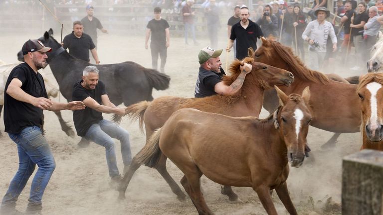 Qué hacer este fin de semana en Galicia: rapa das bestas en Cedeira, gastronomía de alto nivel y risas aseguradas con Touriñán y Perdomo