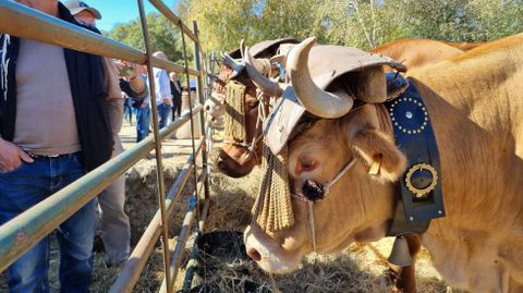 Exhibición de ganado en Montederramo
