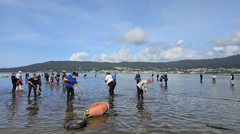 Las lluvias sumergen en el abismo a la despensa del berberecho en Galicia