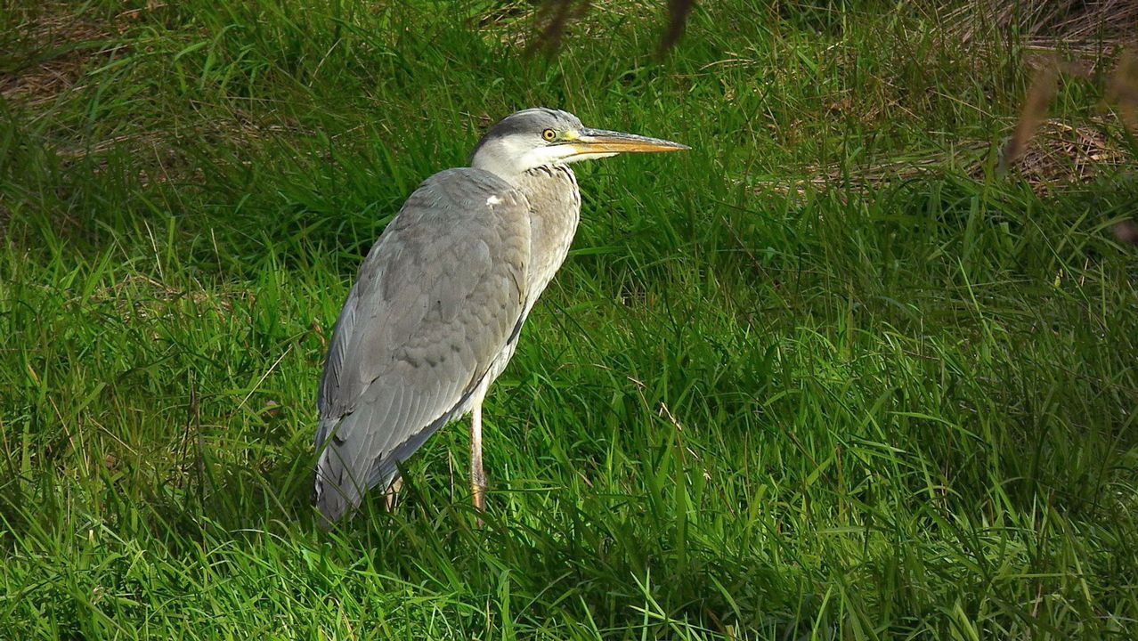 Abre el primer observatorio de aves de la Ribeira Sacra