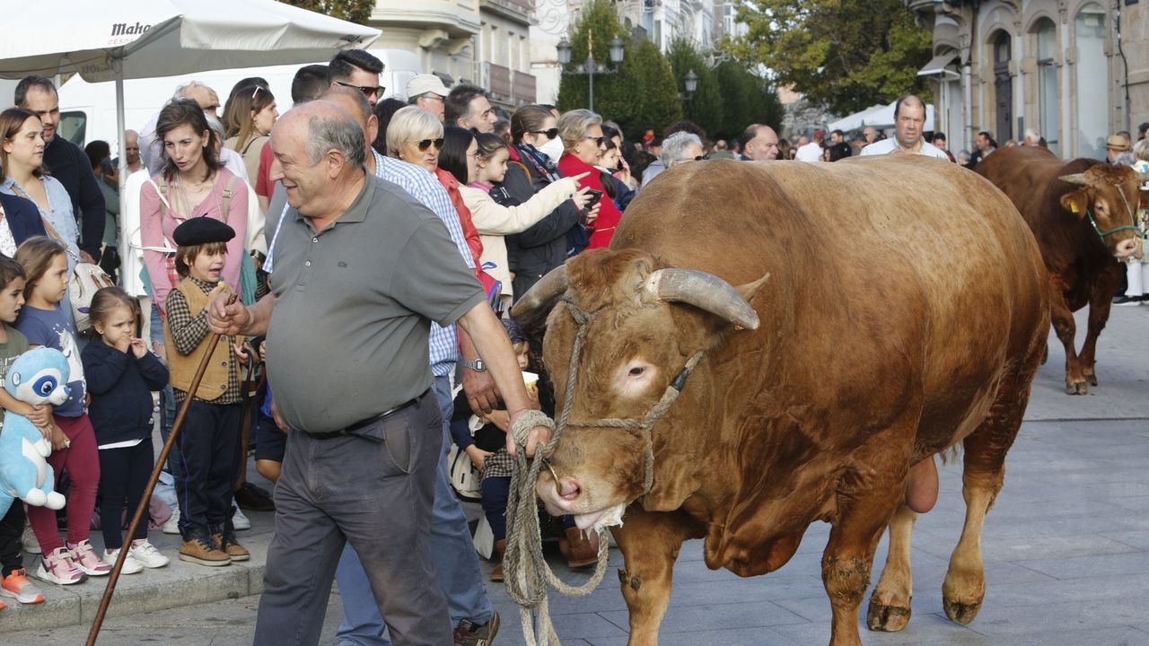 El ganado volvi a conquistar el centro de Lugo.Baltar, cuando present su proyecto de turismo inteligente en Fitur.