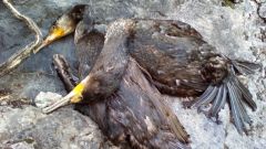 Cormoranes muertos