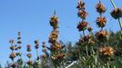 Ejemplares de «Gentiana lutea aurantiaca», una planta endémica del noroeste peninsular que se conserva en la sierra de O Courel