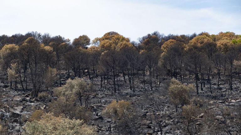 Diseñan una herramienta para predecir el riesgo de incendios de copa