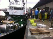 El �Santillana Berria� descargando sardina en el puerto de A Coru�a