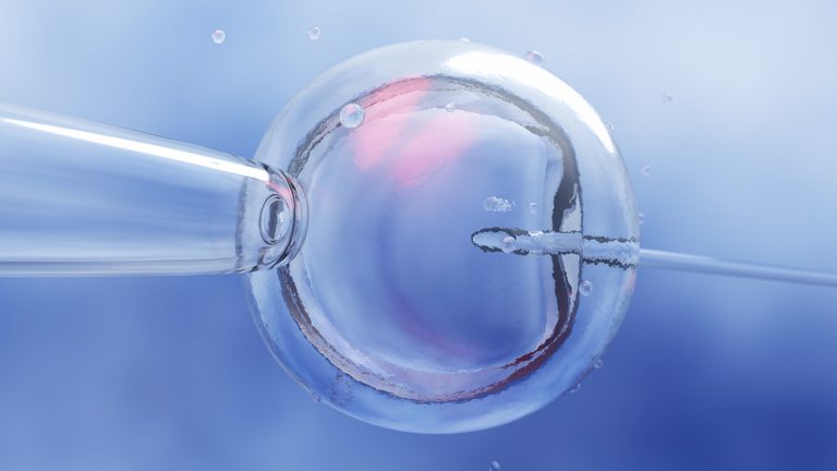 Vista microscópica de la fecundación in vitro.