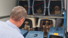 Algunos de los m�s de 300 perros evacuados de un criadero de Gij�n durante una inspecci�n del Seprona