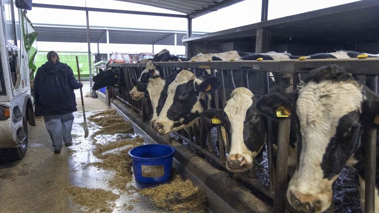 «¿Saben los consumidores lo que come una vaca?»