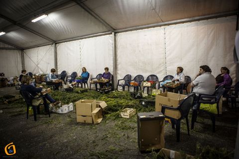 Los vecinos demandan flores de color...