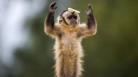 Mono capuchino en el zoo de Olmen (Blgica).  