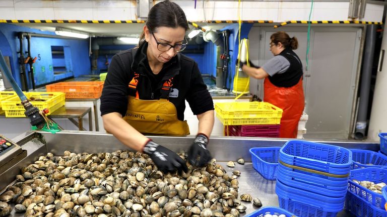 Más de 200 envíos de marisco al día desde Marín a los mejores restaurantes del país: «El mejor marisco va para Madrid»