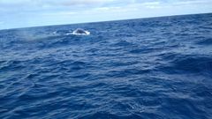 La majestuosidad de cuatro ballenas a solo unos metros
