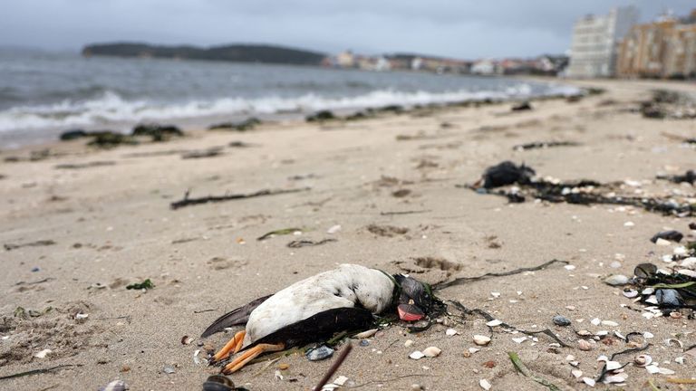 La marea de frailecillos arrasados por el temporal llega a Vilagarcía