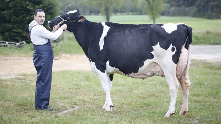 O Rubio y A Vereda: las granjas que crían a las mejores vacas gallegas