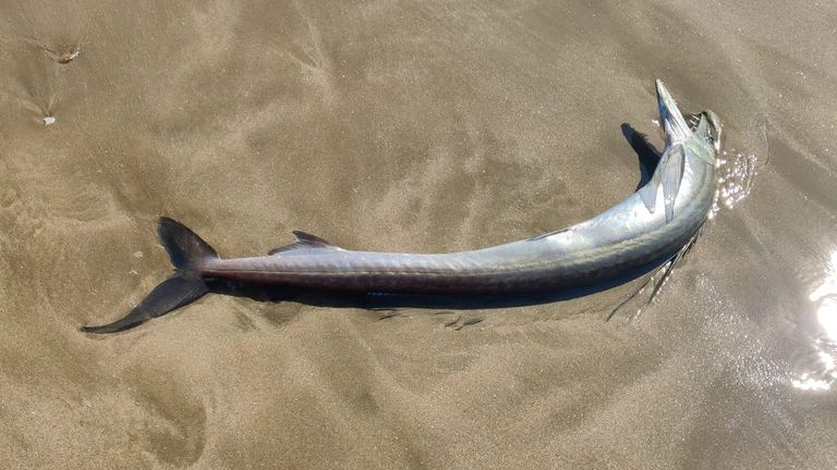 Curioso hallazgo en la playa urbana de Cariño: un pez lanceta de nariz larga