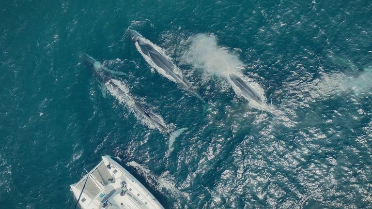 «Estamos viendo grupos de diez ballenas frente a las Rías Baixas»