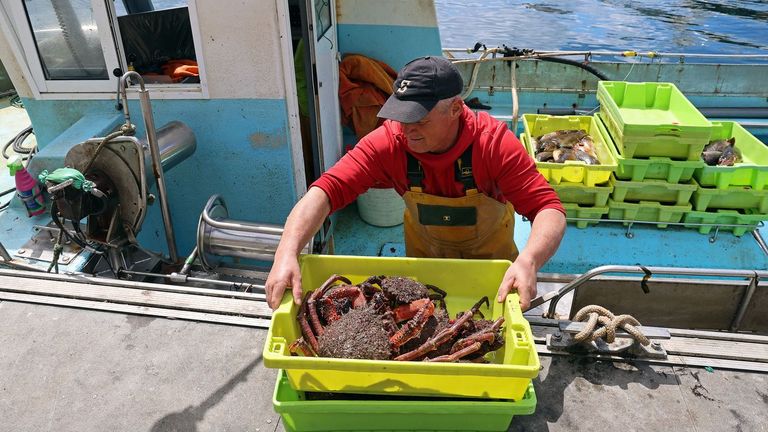 Galicia vedará la centolla el 20 de junio en la costa atlántica, y el 1 de julio en A Mariña