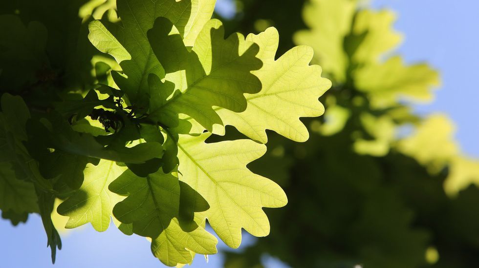 El roble es una de las especies representadas en los bosques de Viascn y San Xurxo de Sacos