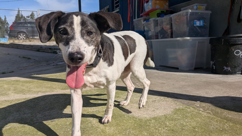 Uno de los animales en adopcin delCentro de Proteccin Animal de Gijn