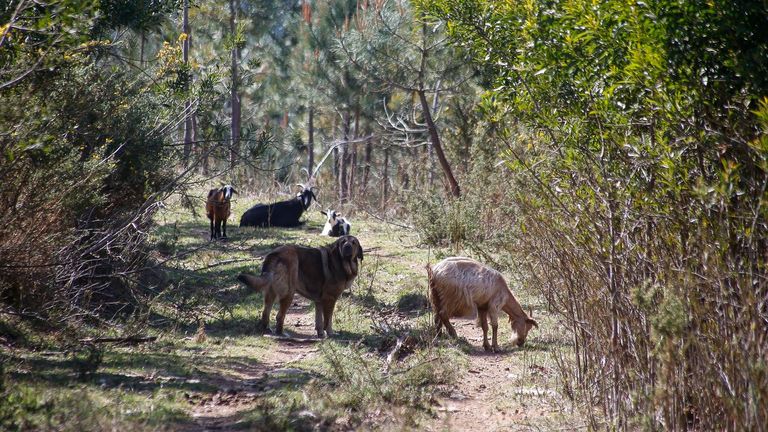 Un mastín, en Baroña, controlando a un grupo de cabras