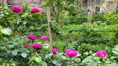 Uno de los rosales de la rosa Narcea, este mes de mayo