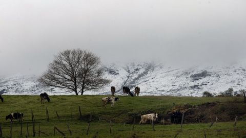 Un rebao de vacas en un prado de Chantada, con las faldas nevadas del monte Faro al fondo
