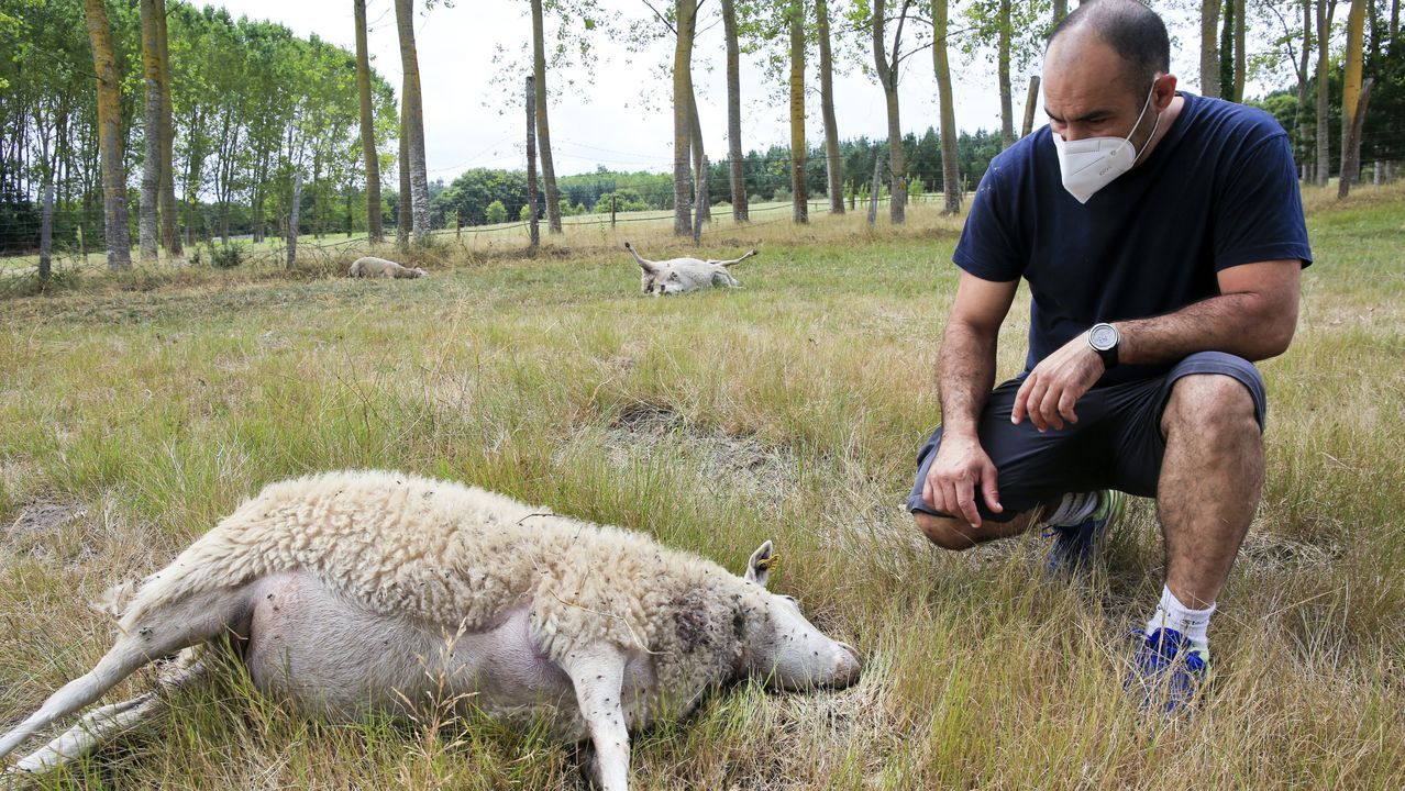 Los lobos matan 20 ovejas en una explotacin de Sarria.Material incautado en Sarria