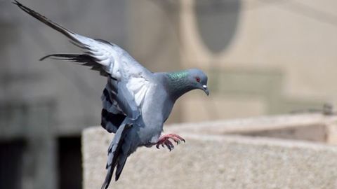 Paloma en pleno vuelo