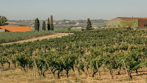Vi�edo de Vinya La Scala con la bodega Jean Leon de fondo