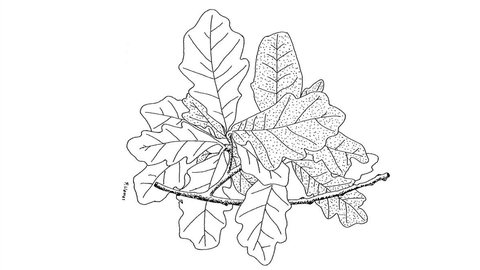 �Quercus� x �gallaecica� Llamas, Lence & Acedo. Endemismo exclusivo del monte Pindo, crece bajo pinares y en claros de matorral sobre suelos de granito.�En peligro de extinci�n por el tama�o de su poblaci�n, y muy amenazada por los incendios y los movimientos de tierras.