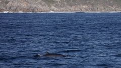 Una de las ballenas avistadas este lunespor la tripulacin del Mar de Ons