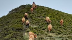 Las vacas de A Carqueixa en ruta hacia tierras de Len en una imagen de archivo
