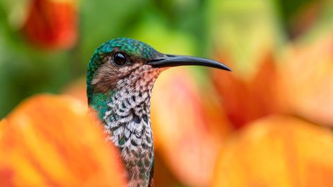 El retrato de un colibr
