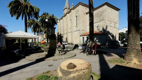Corte de palmeras afectadas por el picudo en Caldas