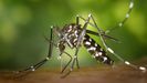 El mosquito «aedes albopictu», vector del dengue