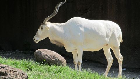Un ejemplar de antlope blanco