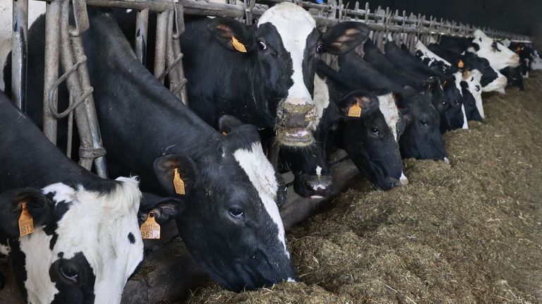 Medio Rural revisará cada contrato lácteo y los precios de entrada de leche extranjera