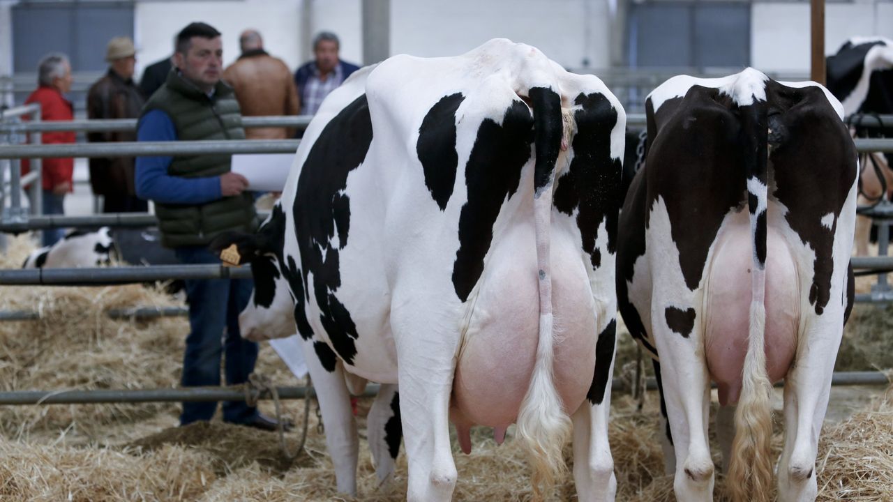 El Esmorga Fest se present hace unos das en la Diputacin