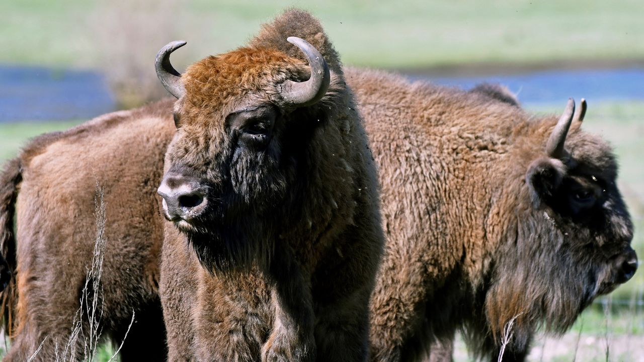 Jane Goodall hace un llamamiento en el D�a de la Tierra.Aedes albopictus