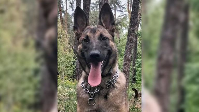 Yosy, el perro de Eva Álvarez