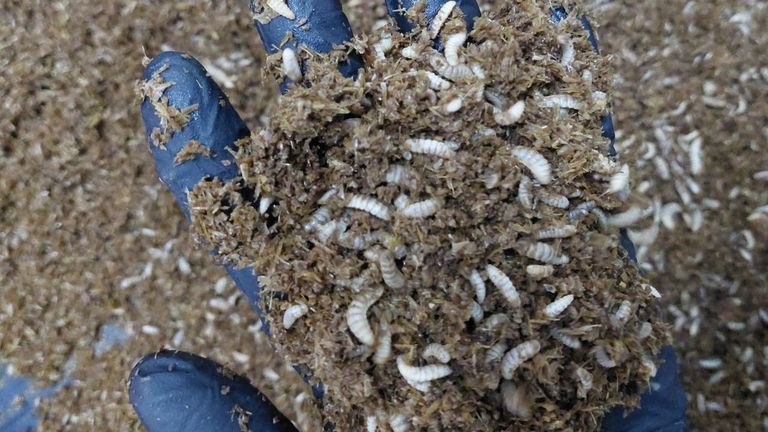 Cómo la mosca soldado negro puede ayudar a fertilizar los frutales