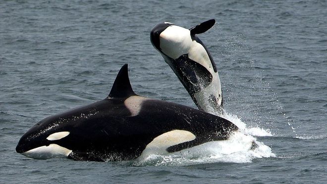 Orcas, en una imagen de archivo