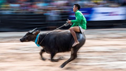 Un jinete monta un bfalo durante las carreras anuales de bfalos que estos das se celebran en Tailandia. 