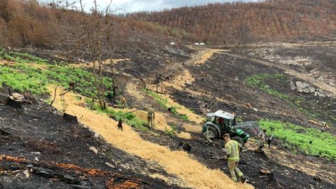 Los trabajos de protección de los suelos se realizan en áreas seleccionadas por técnicos del Centro Forestal de Lourizán