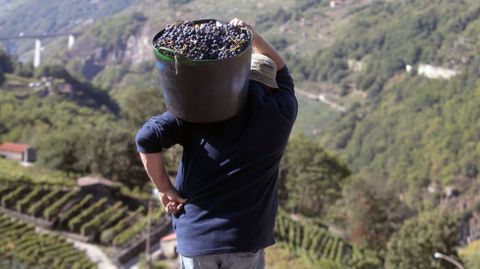 Jesús Martínez carga con un capazo lleno de uvas este domingo en su viña de O Saviñao