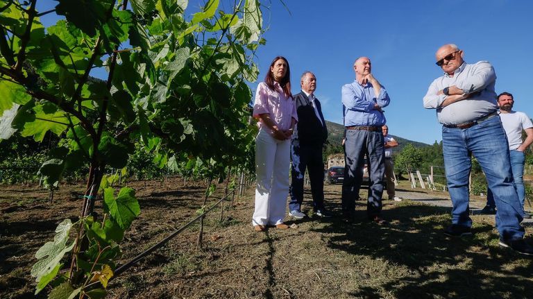 Antonio Seijas: «Todavía busco nombre para el vino blanco que estoy produciendo en O Valadouro»