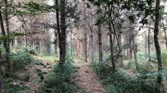 Zona de pinos en el monte comunal de Lagostelle (Guitiriz)